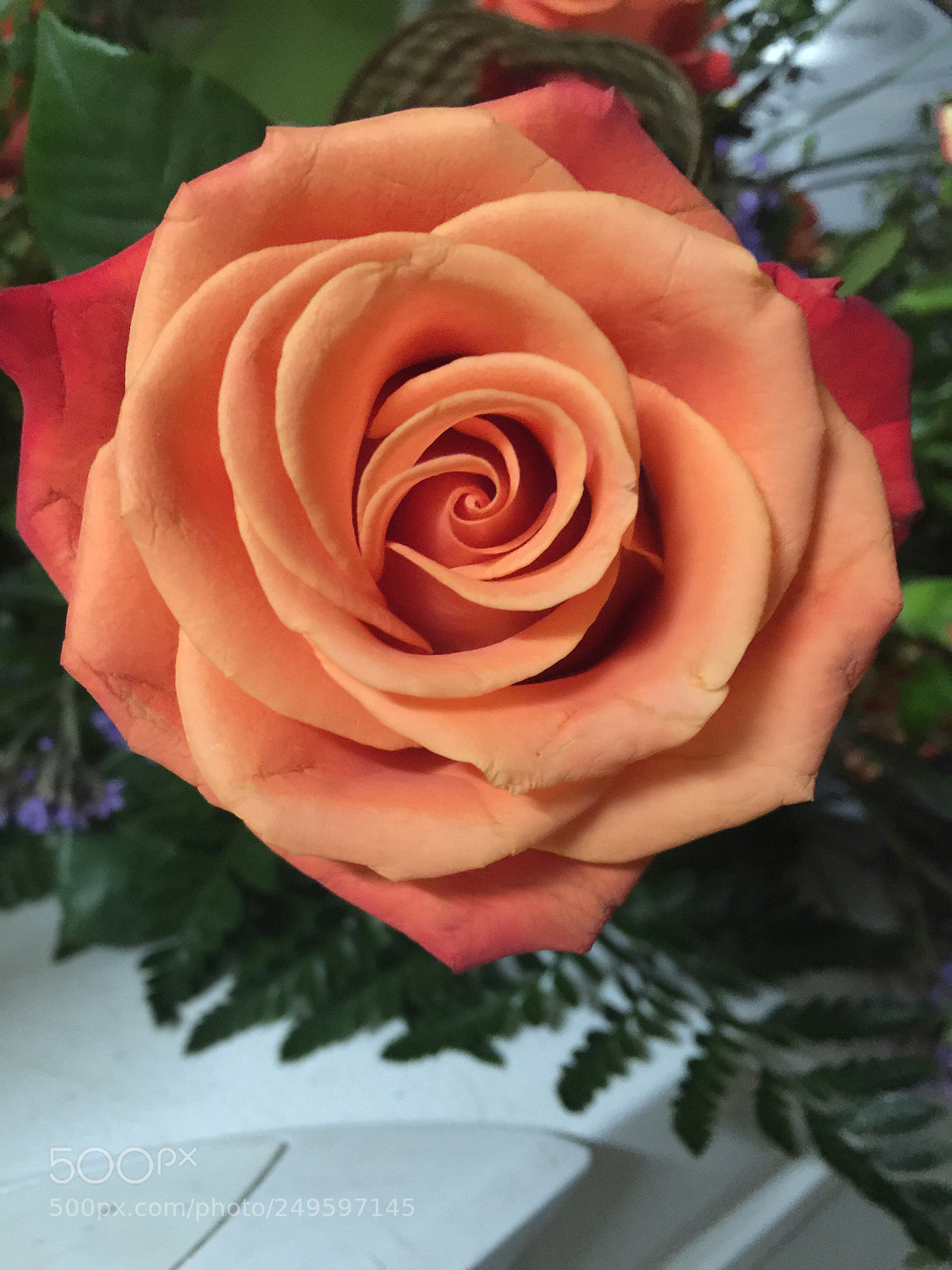 Apple iPhone 6 Plus sample photo. Today’s flower ? photography