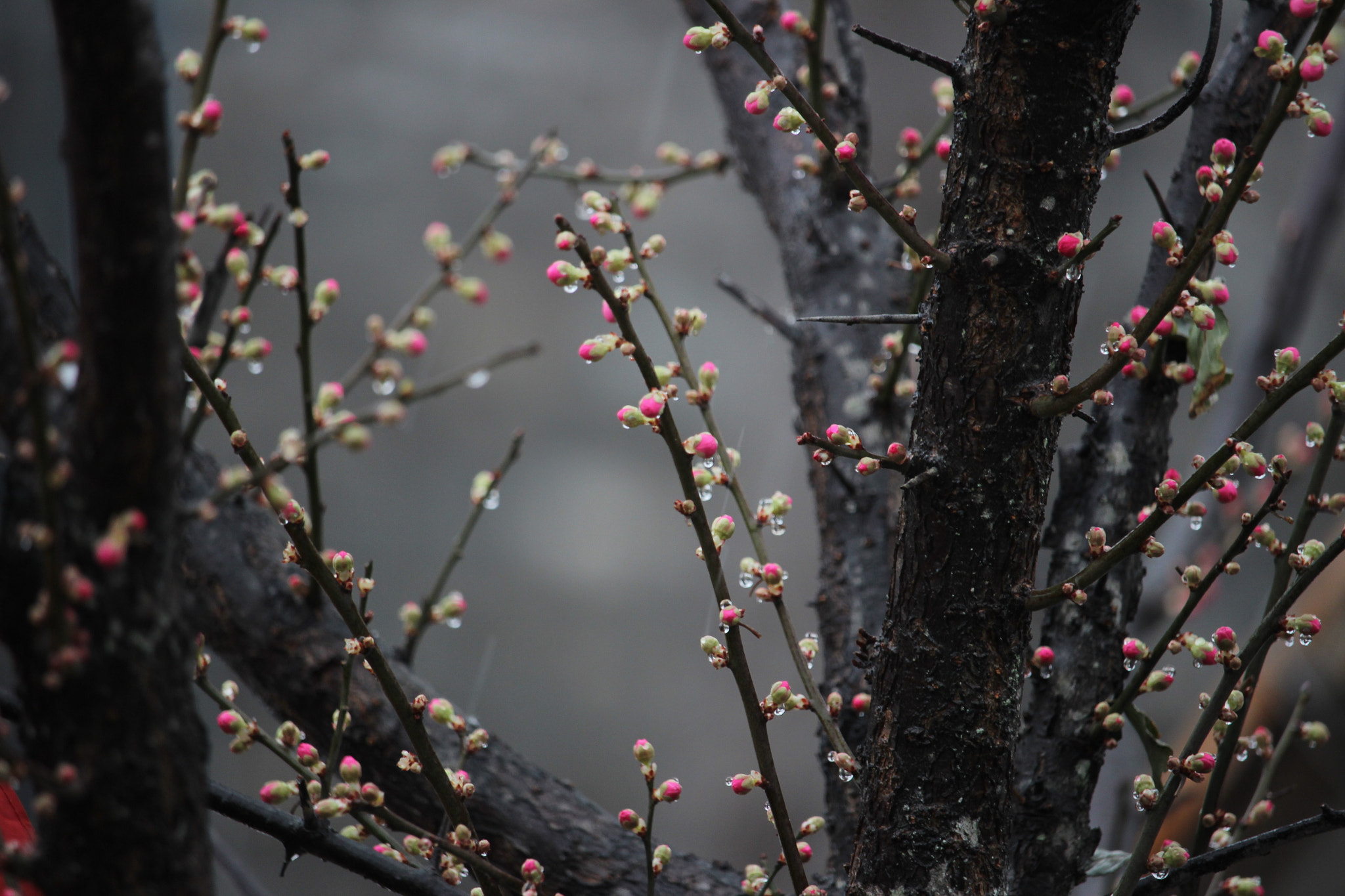 Canon EF-S 55-250mm F4-5.6 IS STM sample photo