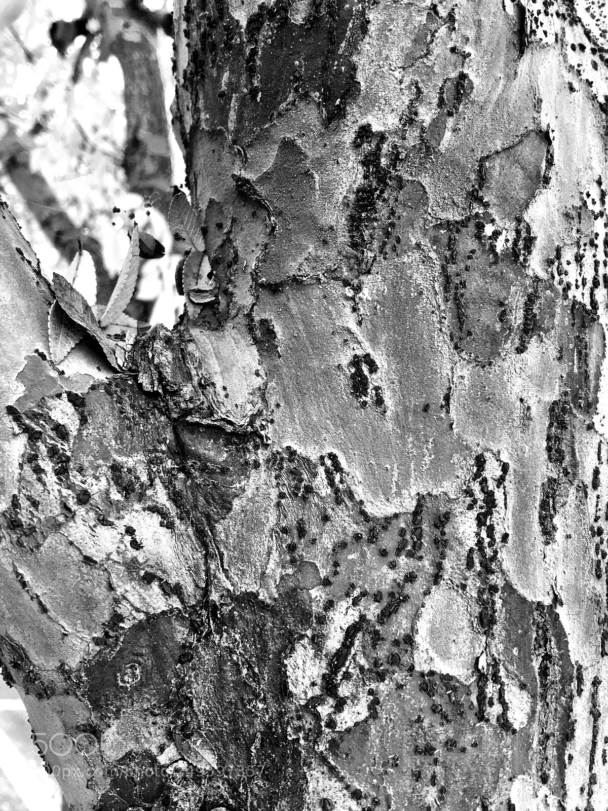 Apple iPhone 6s Plus sample photo. Tree bark photography