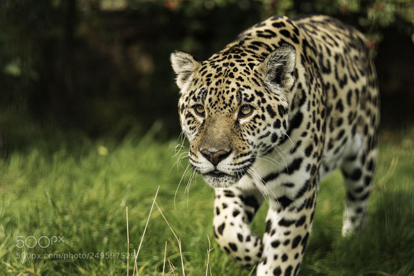 Nikon D5 sample photo. Jaguar series photography