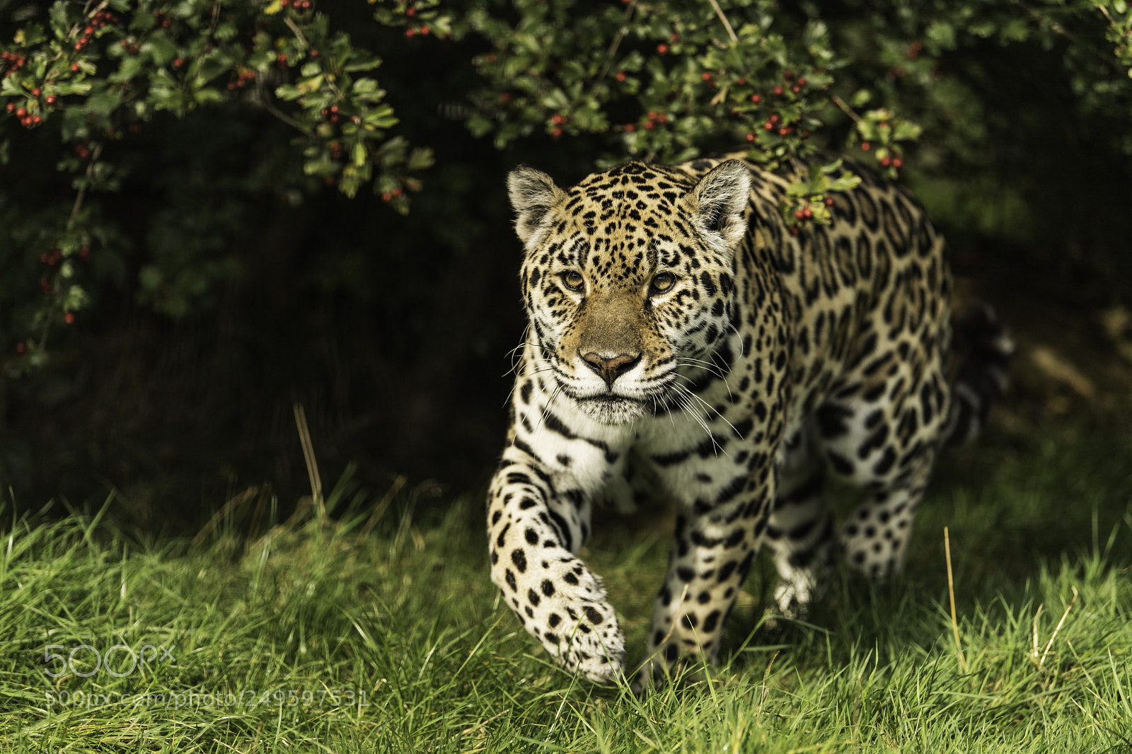 Nikon D5 sample photo. Jaguar series photography