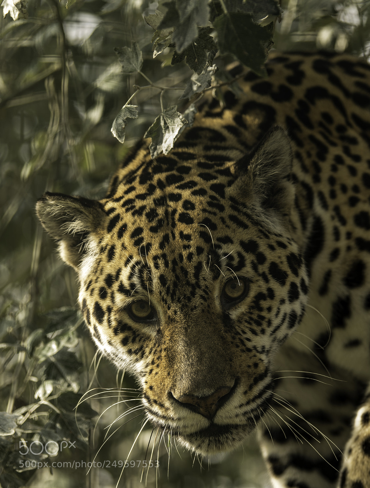 Nikon D5 sample photo. Jaguar series photography