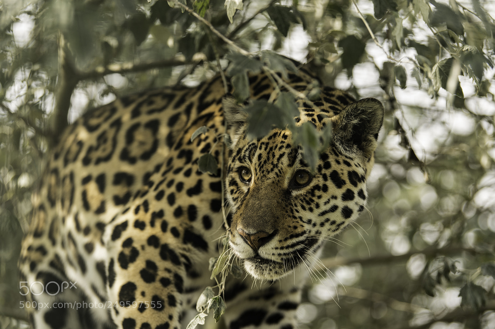 Nikon D5 sample photo. Jaguar series photography