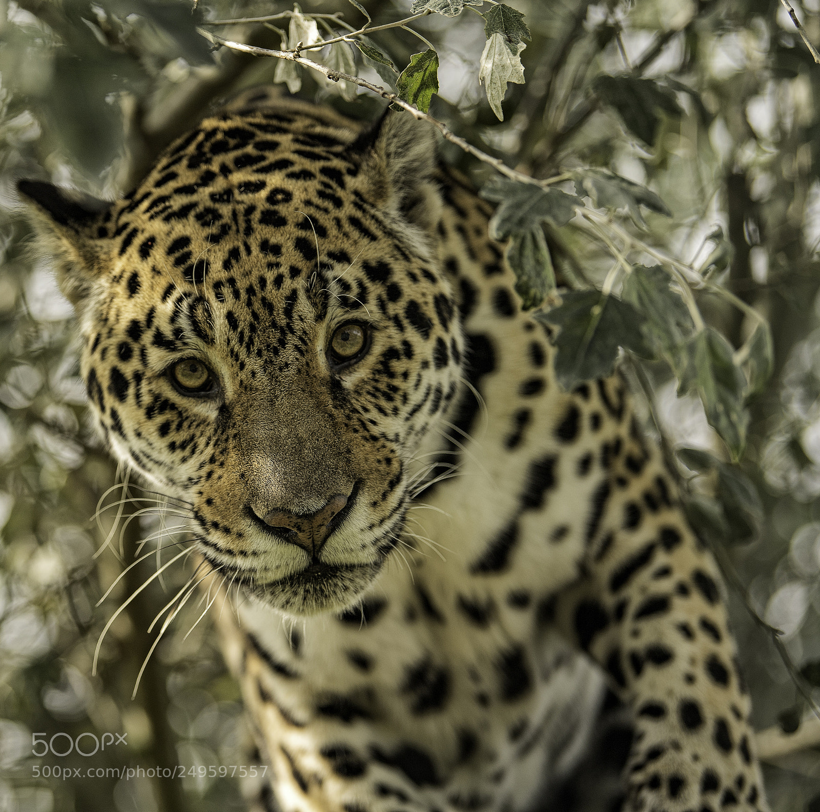 Nikon D5 sample photo. Jaguar series photography