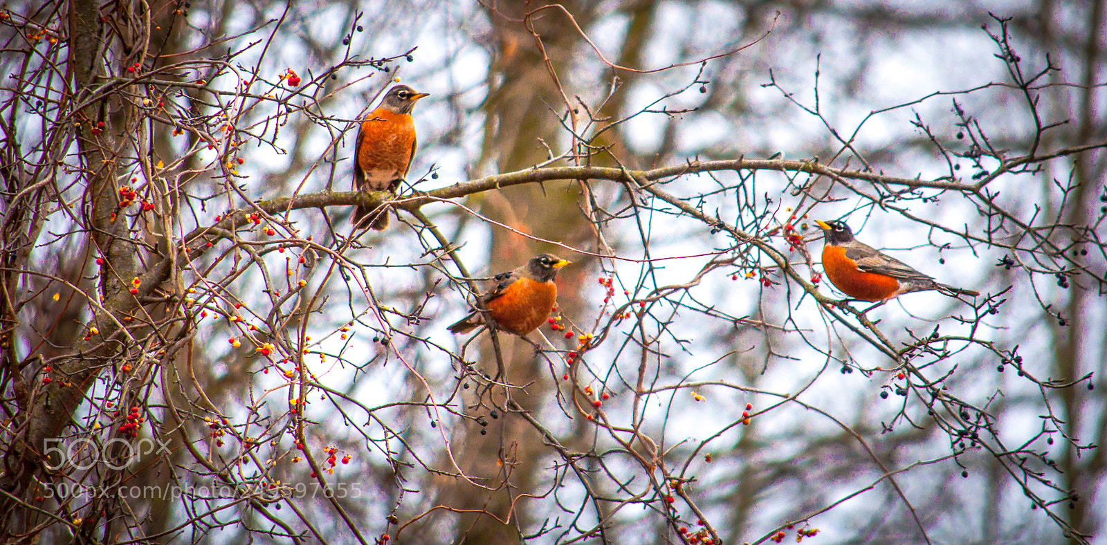 Nikon D90 sample photo. Robin trio photography