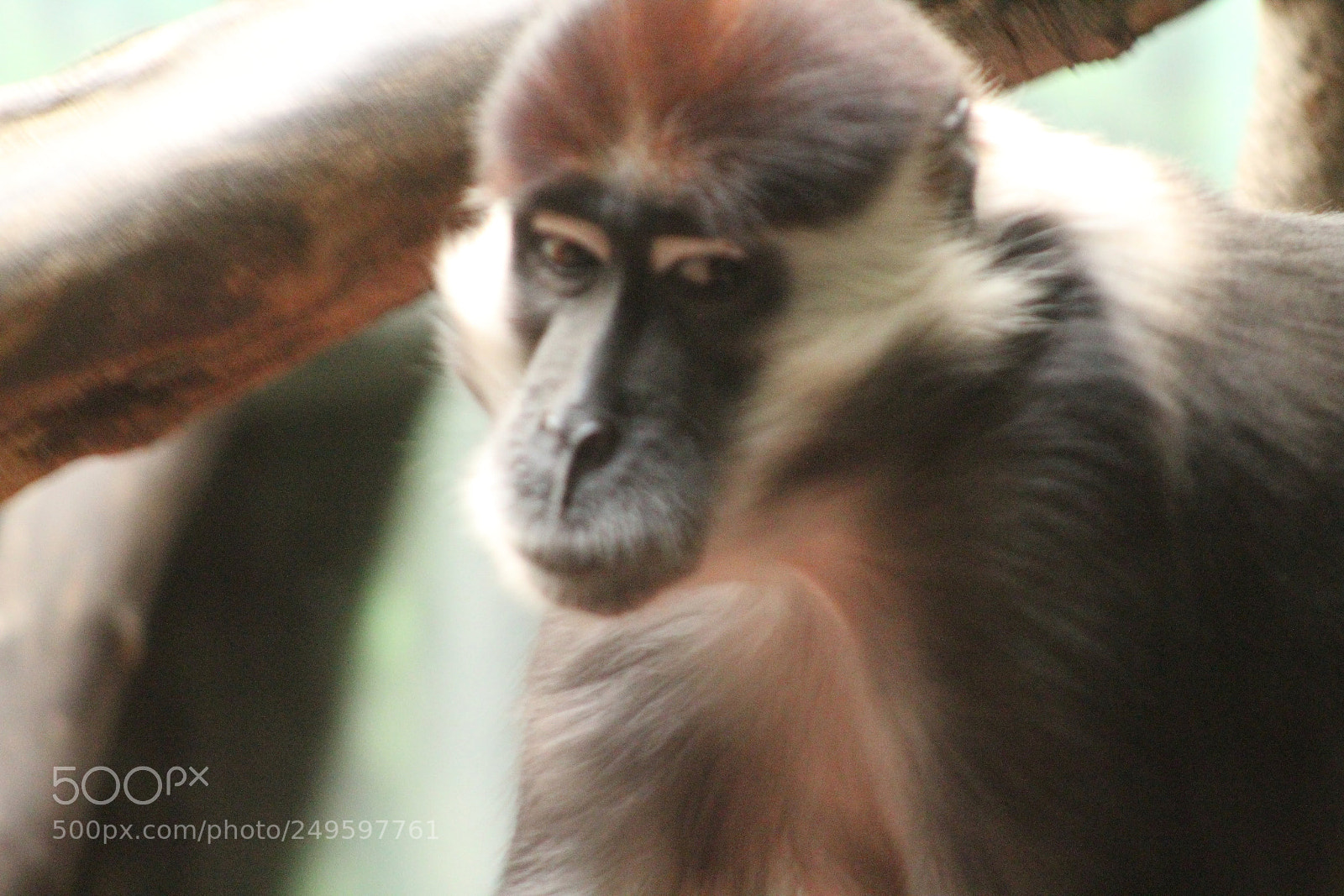Canon EF 75-300mm f/4-5.6 sample photo. Beautiful monkey photography