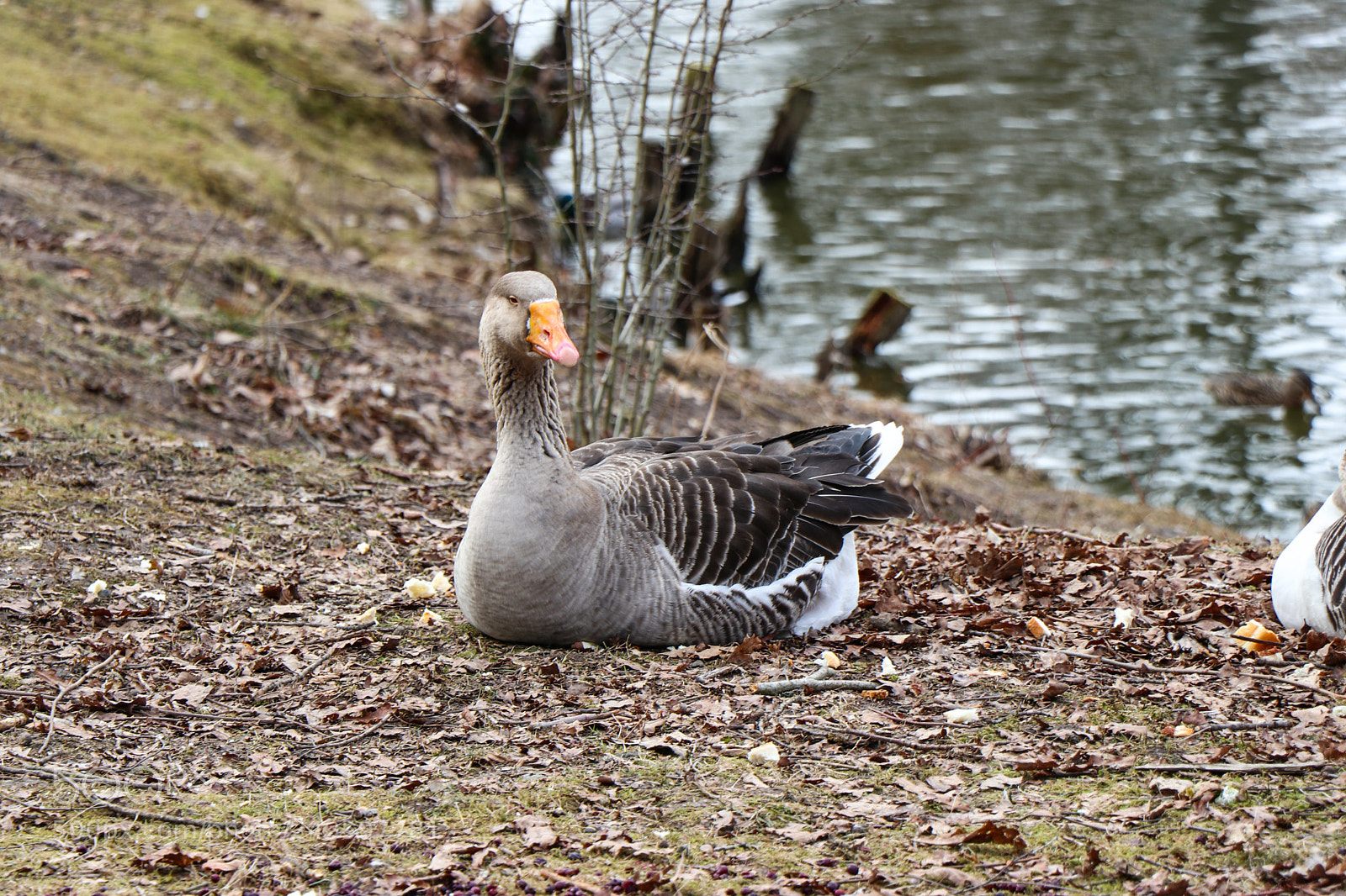 Canon EOS 80D sample photo. Stadtpark reichenbach photography