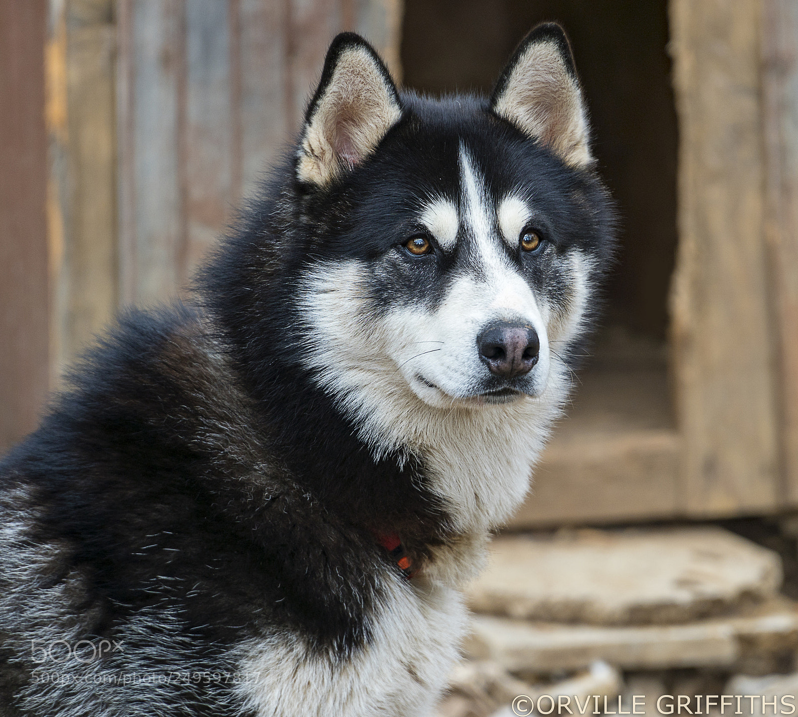 Sony a6500 sample photo. **husky** photography
