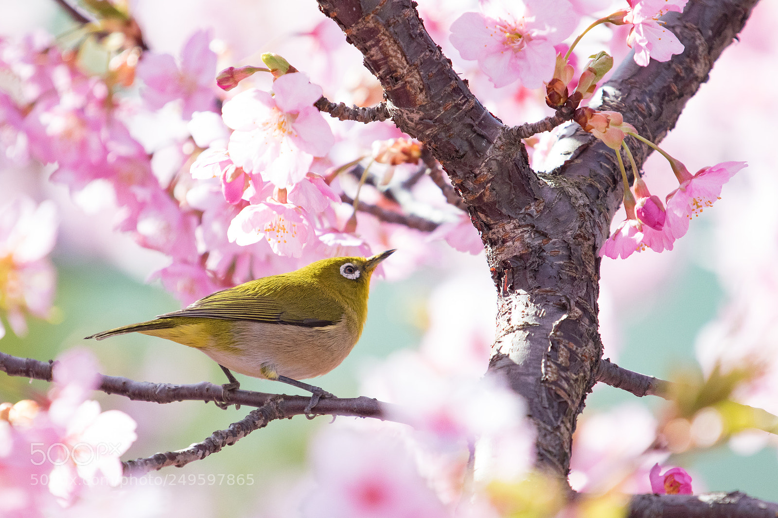 Canon EOS 7D Mark II sample photo. Joy photography