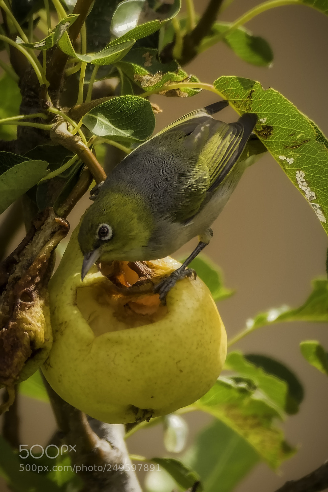 Nikon D7200 sample photo. Silvereye photography