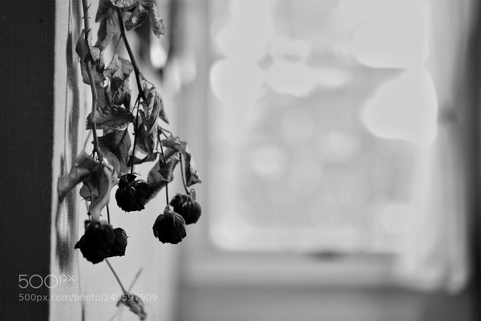 Sony a7 II sample photo. Dried flower photography