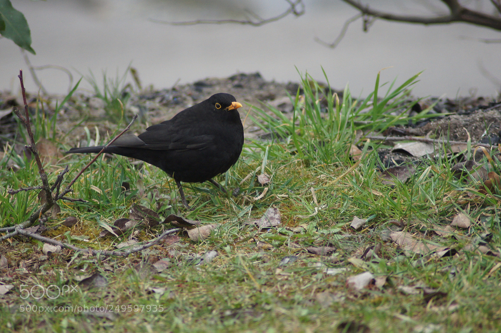 Sony SLT-A33 sample photo. Blackbird photography