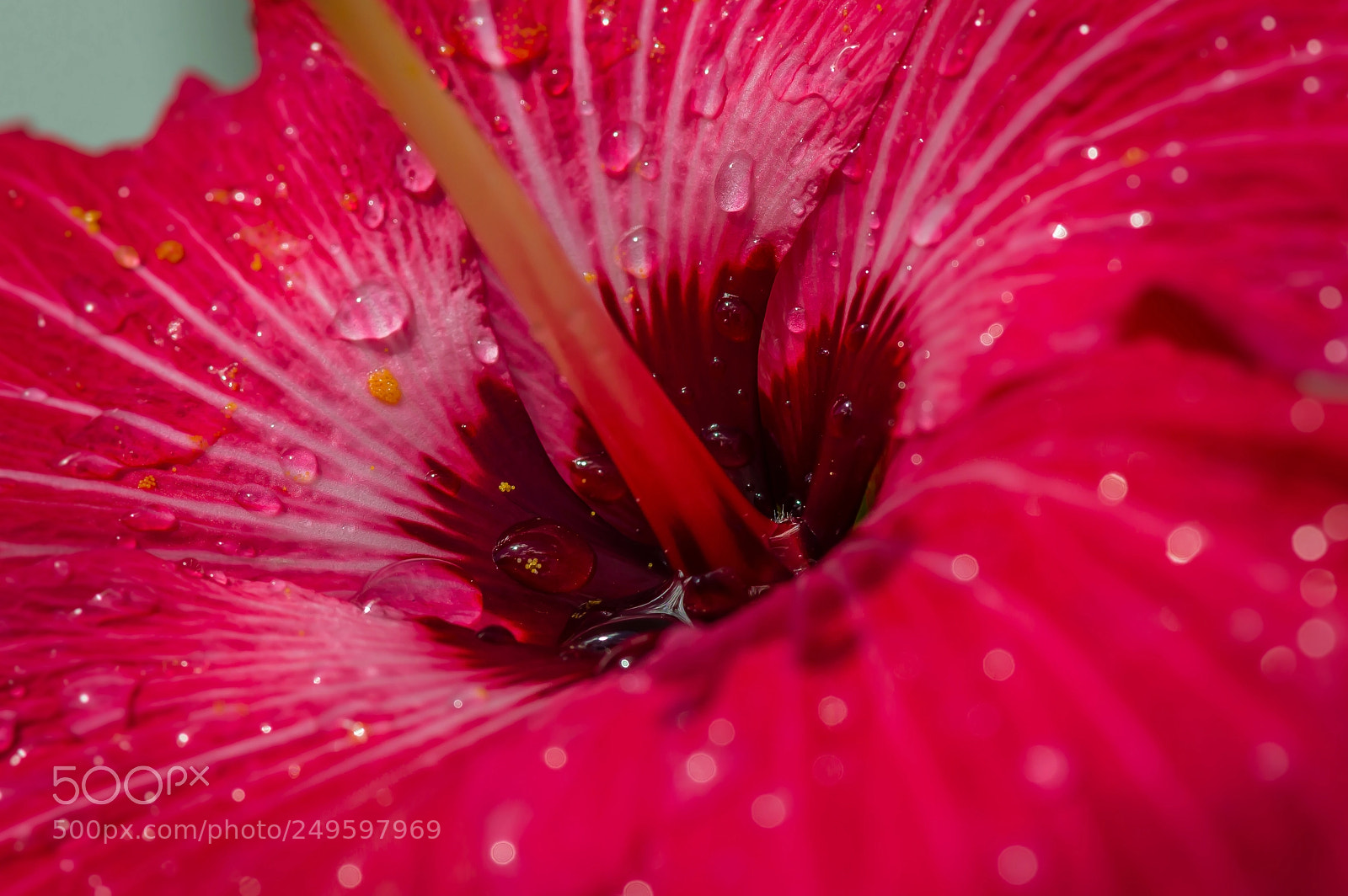 Nikon D3200 sample photo. After the rain... photography