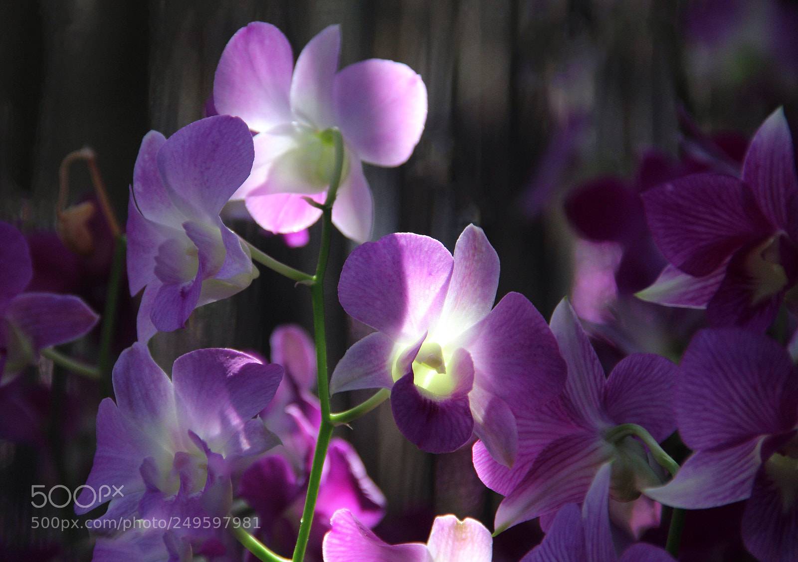 Canon EOS 600D (Rebel EOS T3i / EOS Kiss X5) sample photo. Ray of light photography