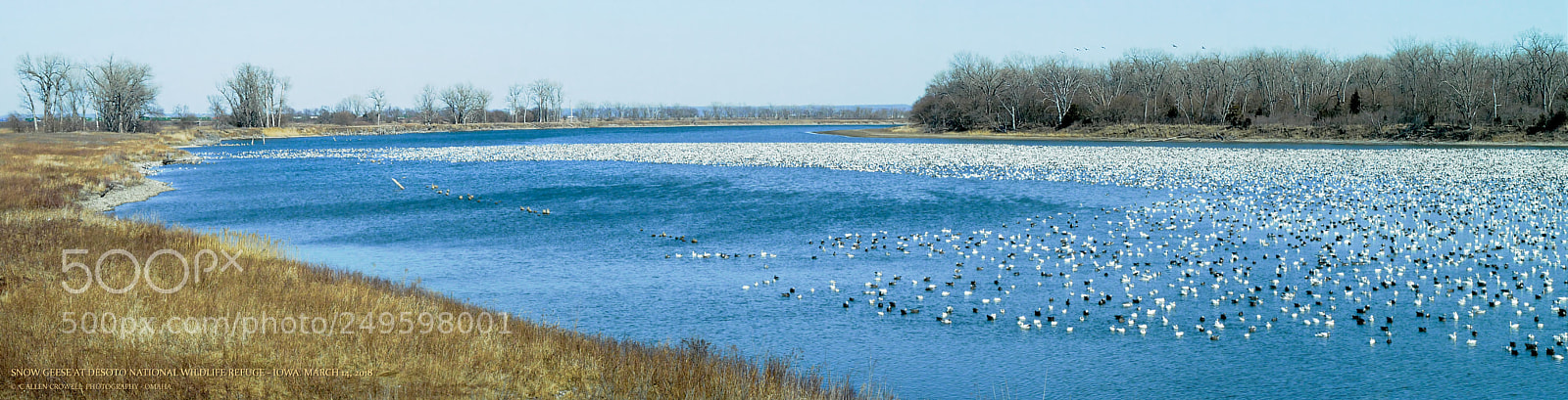 Panasonic Lumix DMC-GX85 (Lumix DMC-GX80 / Lumix DMC-GX7 Mark II) sample photo. Snow geese migration photography