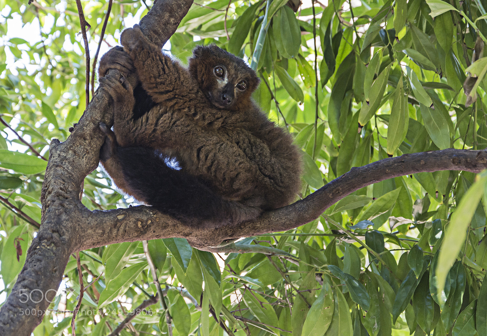 Nikon D7100 sample photo. Lemur photography