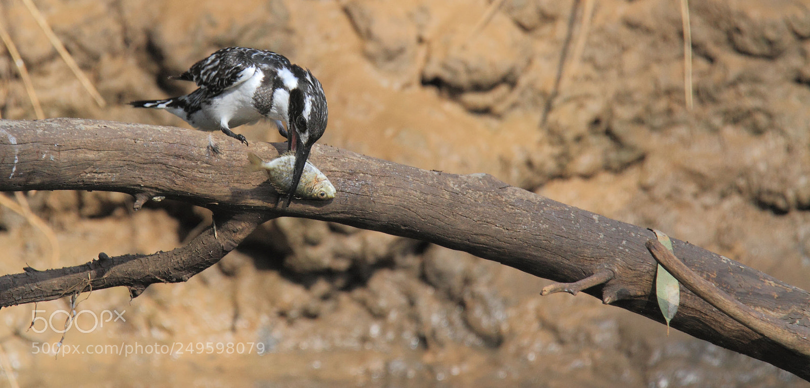 Canon EOS 7D sample photo. Kingfisher... photography