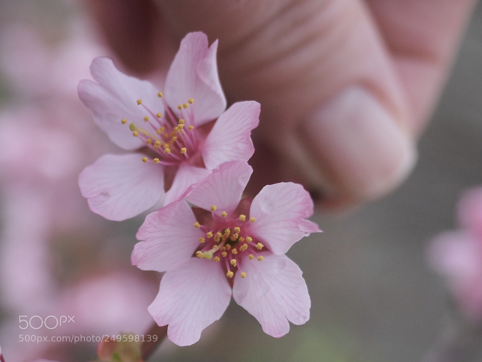 Olympus OM-D E-M5 II sample photo. In the garden photography