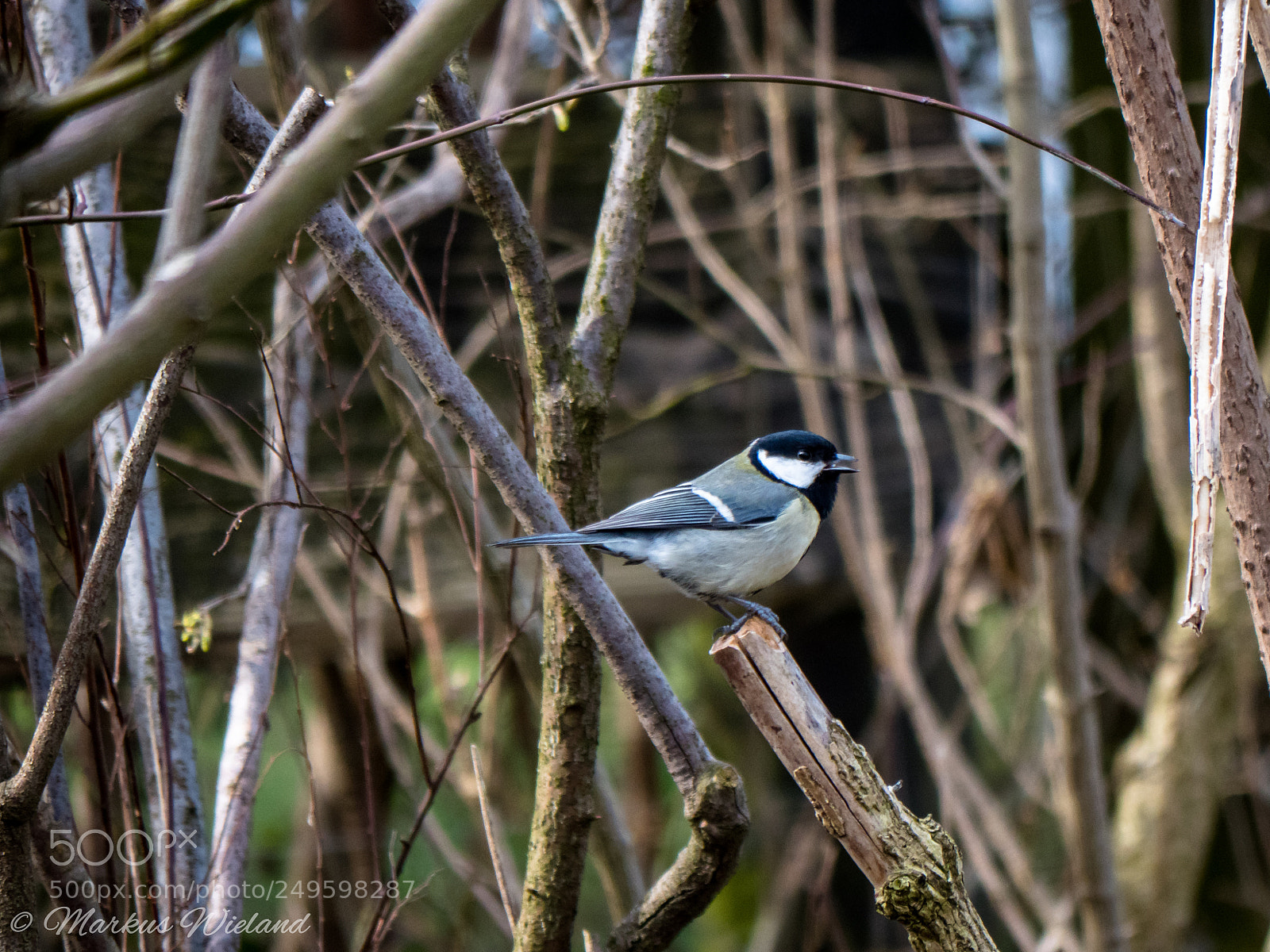 Panasonic Lumix DC-G9 sample photo. Blaumeise im strauch photography