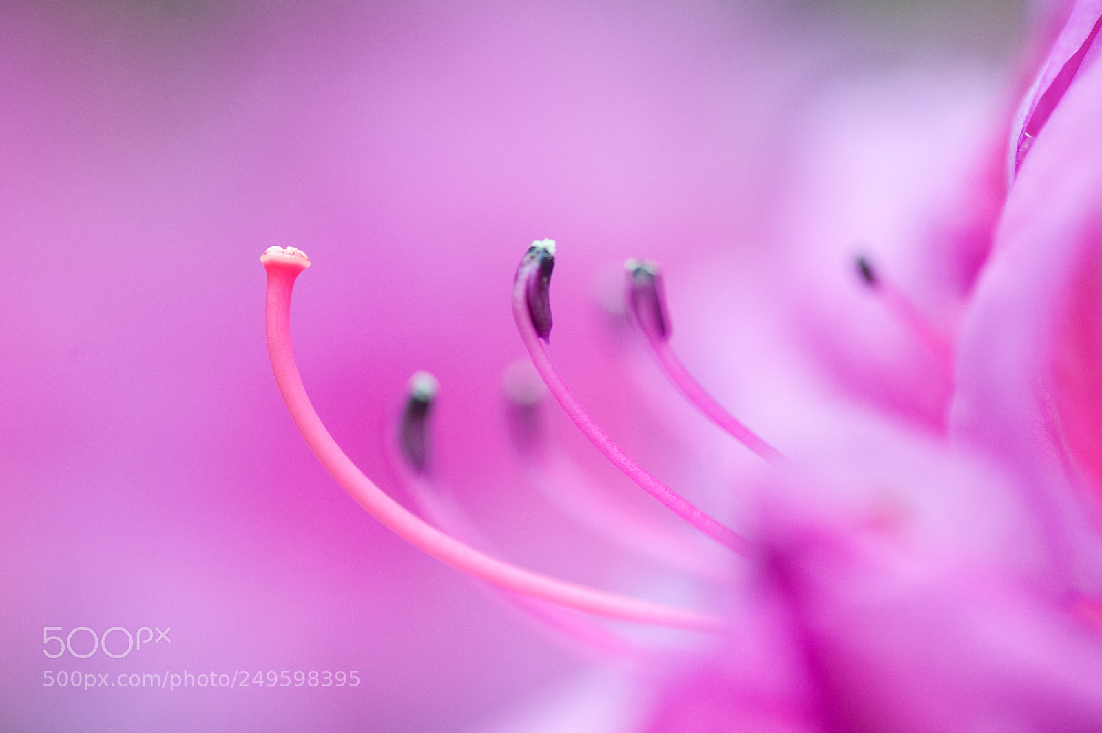 Nikon D700 sample photo. Pink photography