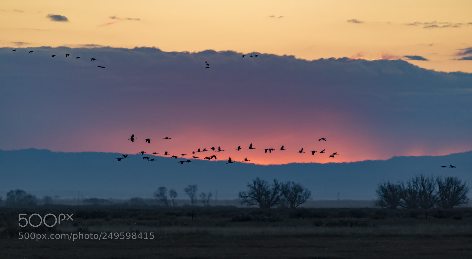 Canon EOS 5D Mark IV sample photo. Cranes across the rising photography