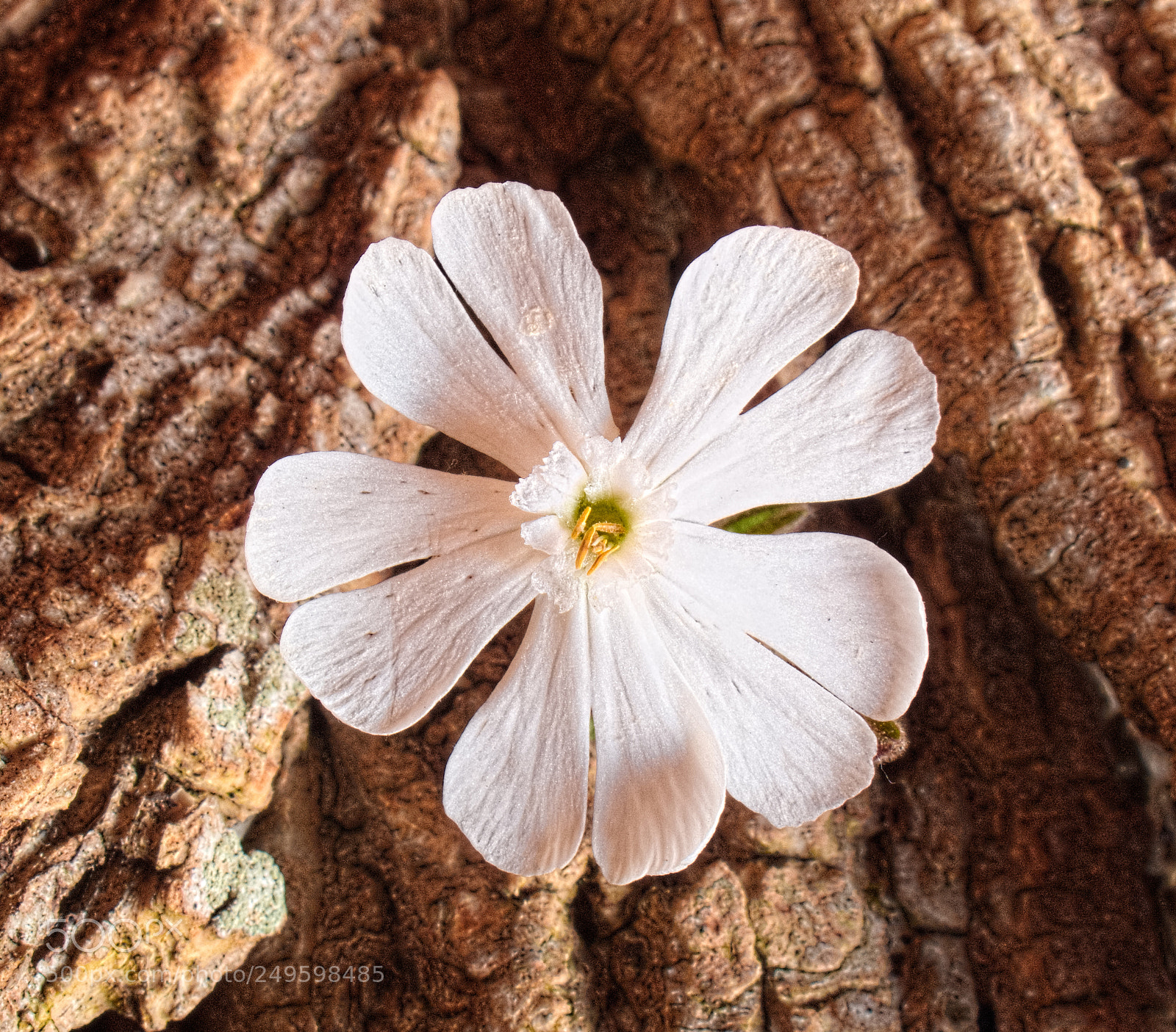 Canon PowerShot G10 sample photo. ...delicate white flower photography