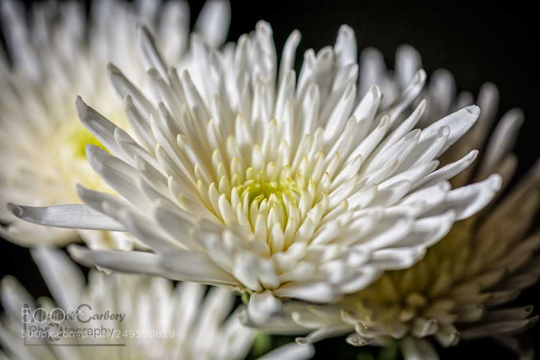 Canon EOS 5D sample photo. Flower photography