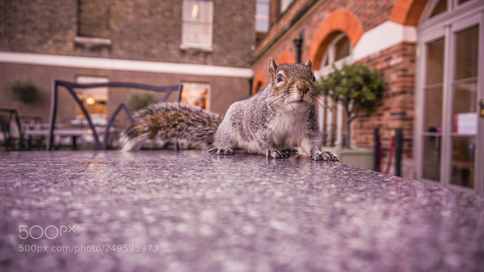 Sony a6000 sample photo. Squirrel photography