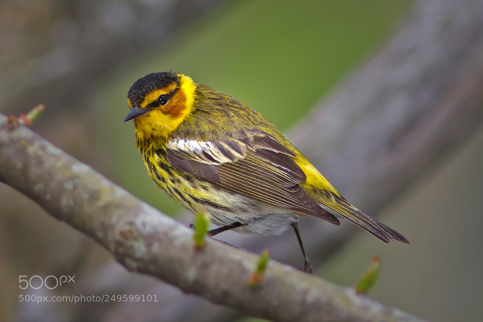 Canon EOS 7D sample photo. Cape may warbler 4835a photography