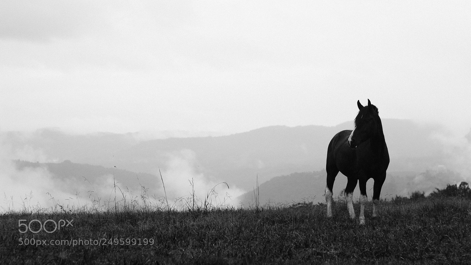 Canon EOS 60D sample photo. Horse photography