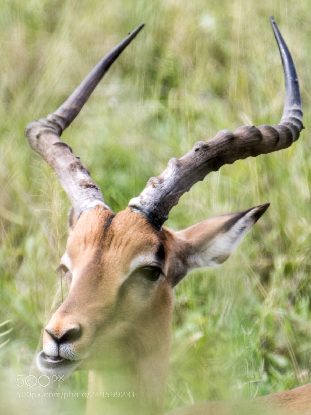 Fujifilm X-T2 sample photo. Impala- kruger national park photography