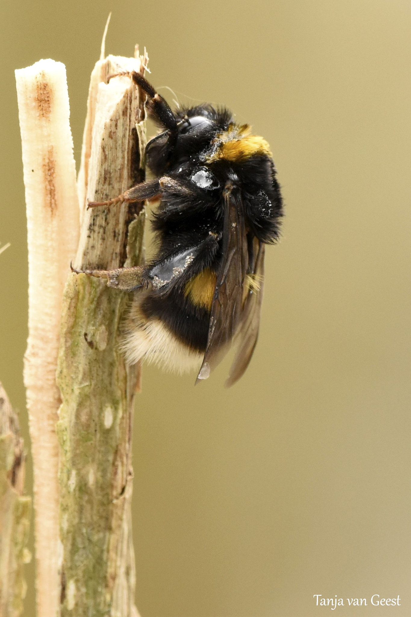 Nikon D5500 + Sigma 150-600mm F5-6.3 DG OS HSM | C sample photo. Bumblebee drying photography