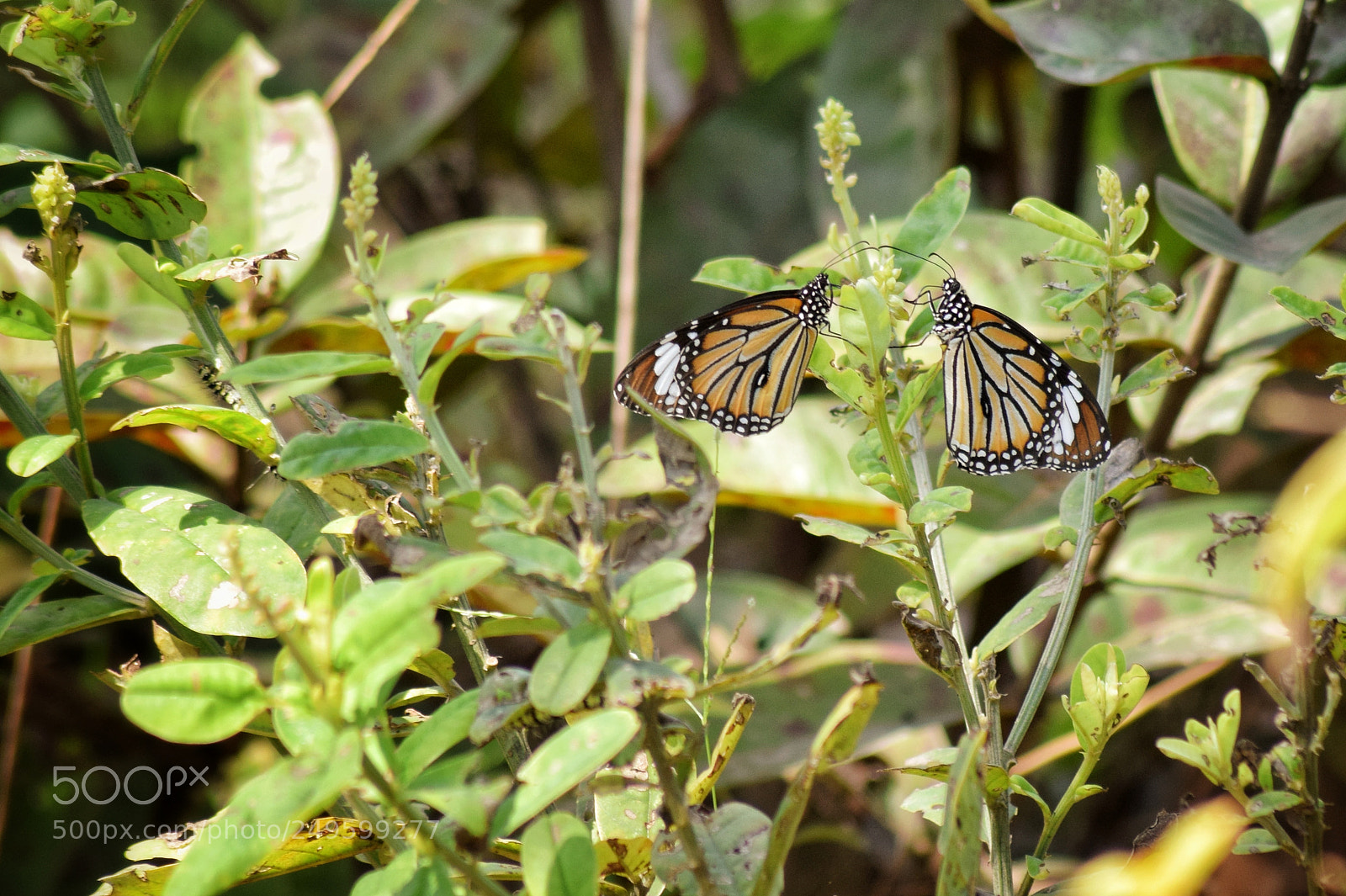 Nikon D3300 sample photo. Butterflies in love photography