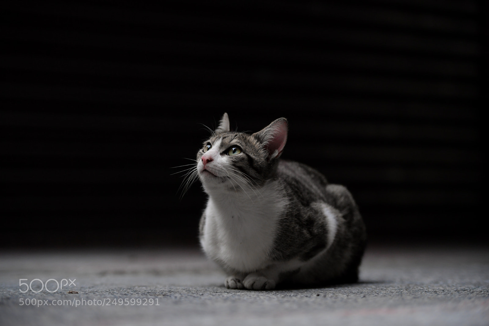 Nikon D5 sample photo. 貓 photography