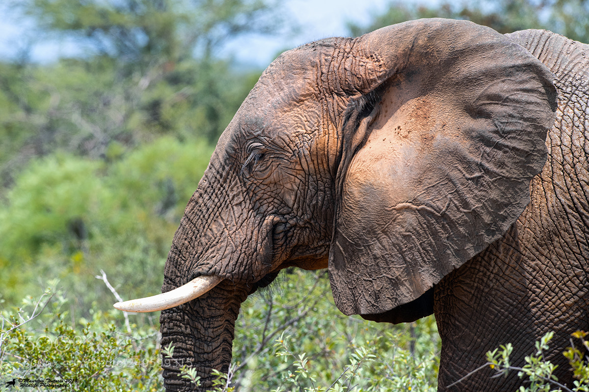Nikon D5 sample photo. Elefante loxodonta africana photography