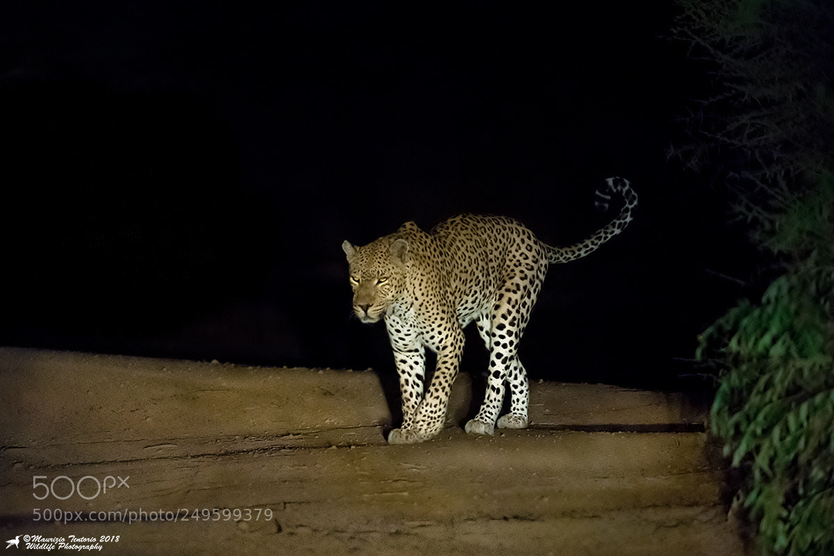Nikon D5 sample photo. Leopardo panthera pardus photography