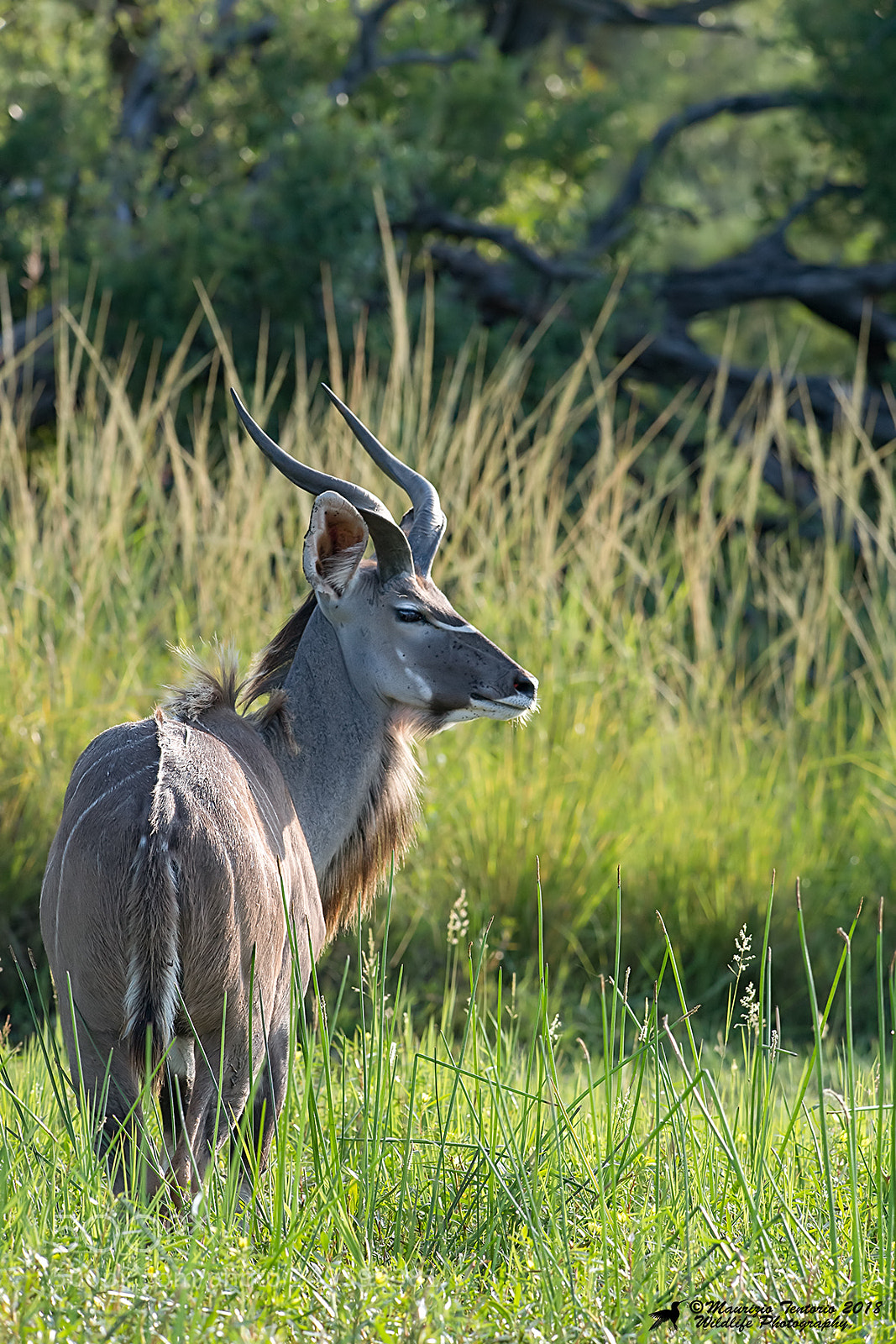 Nikon D5 sample photo. Kudu photography