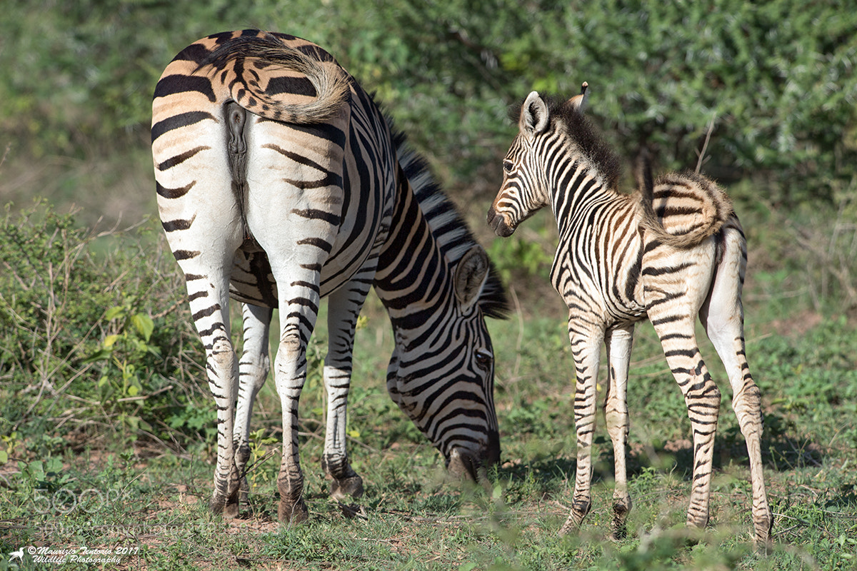 Nikon D5 sample photo. Zebra equus zebra zebra photography