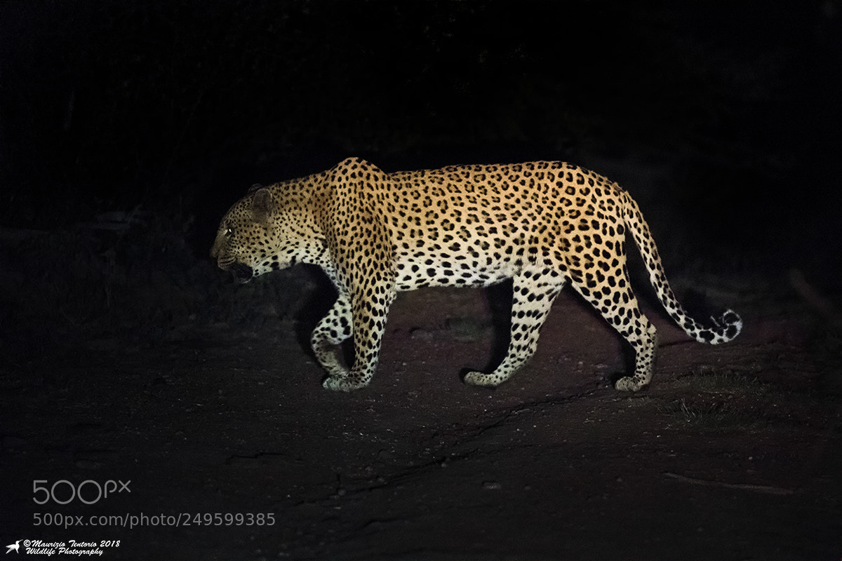 Nikon D5 sample photo. Leopardo panthera pardus photography