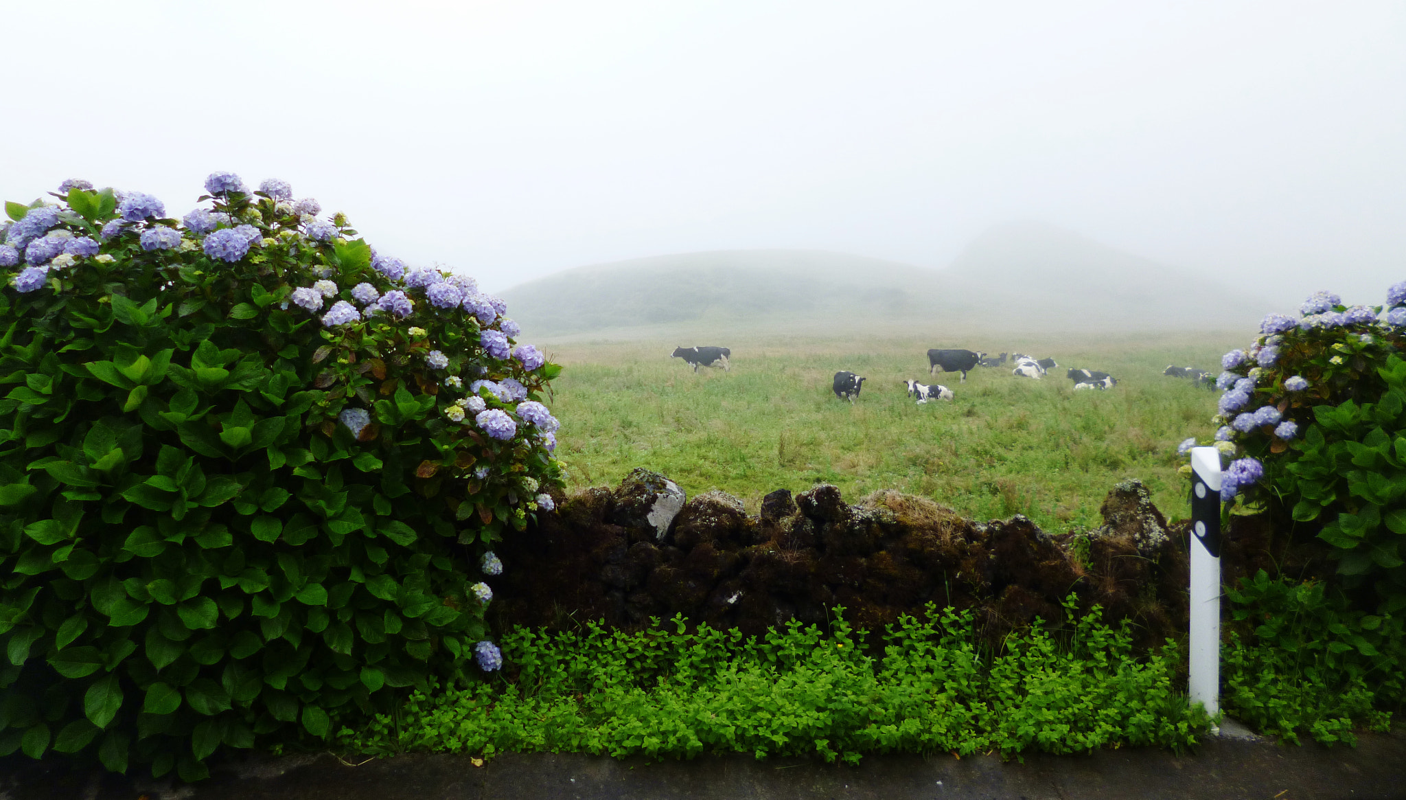 Panasonic DMC-FS45 sample photo. Fog in the fields photography