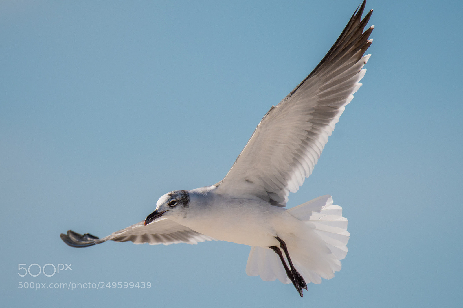 Nikon D500 sample photo. Gull flying photography