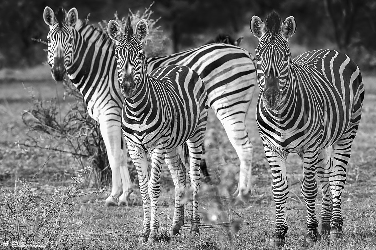 Nikon D5 sample photo. Zebra equus zebra zebra photography