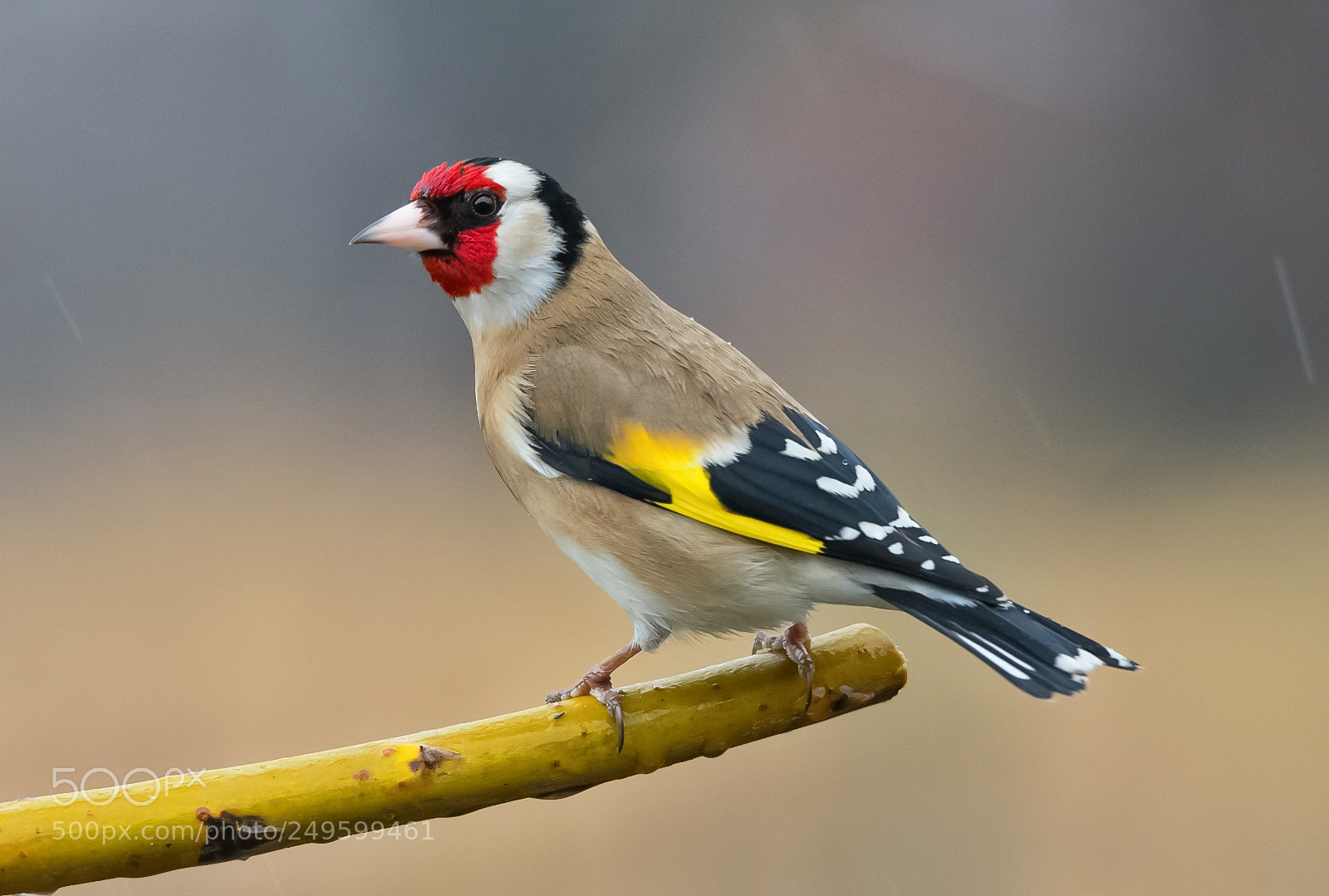 Nikon D7200 sample photo. Goldfinch photography