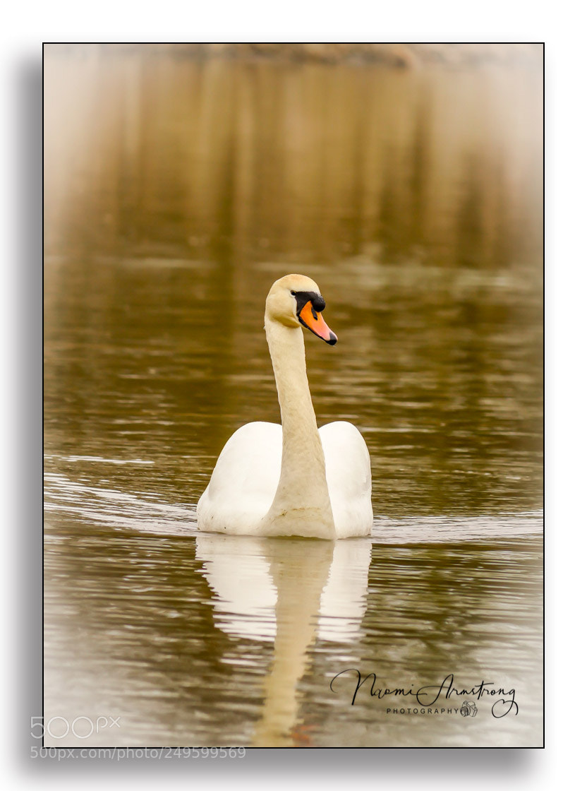 Panasonic Lumix DMC-GX8 sample photo. Lone swan photography