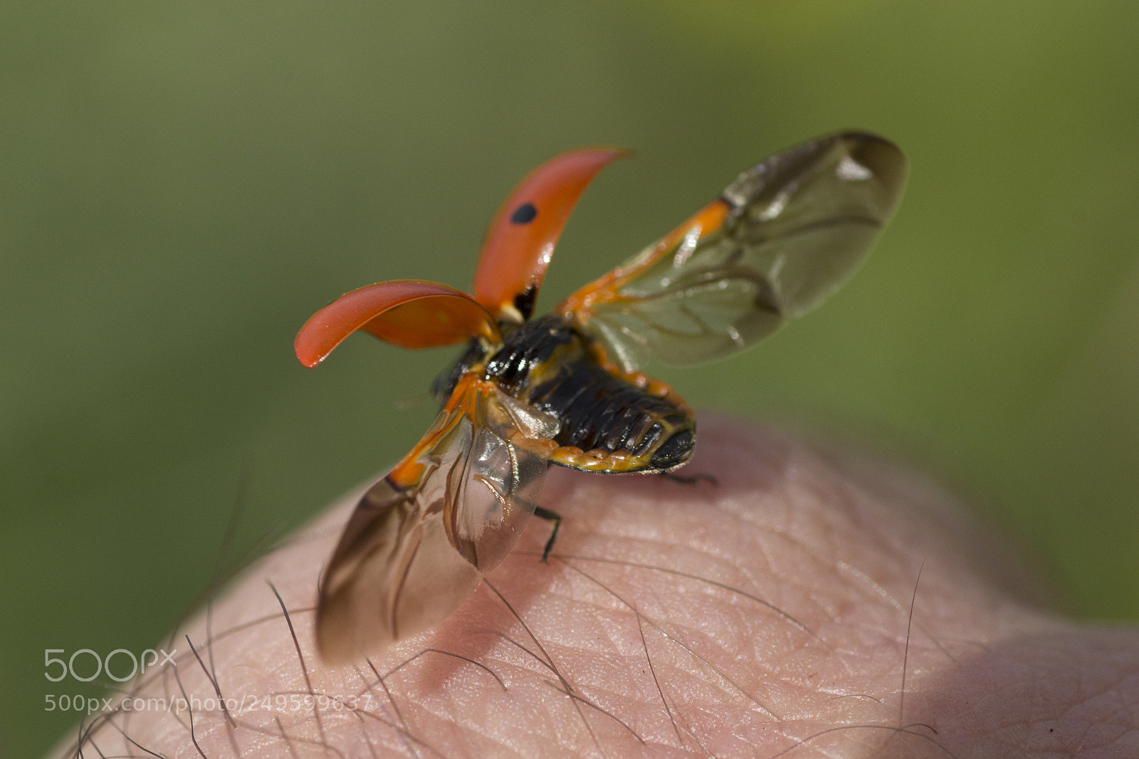 Canon EOS 600D (Rebel EOS T3i / EOS Kiss X5) sample photo. Ladybug photography
