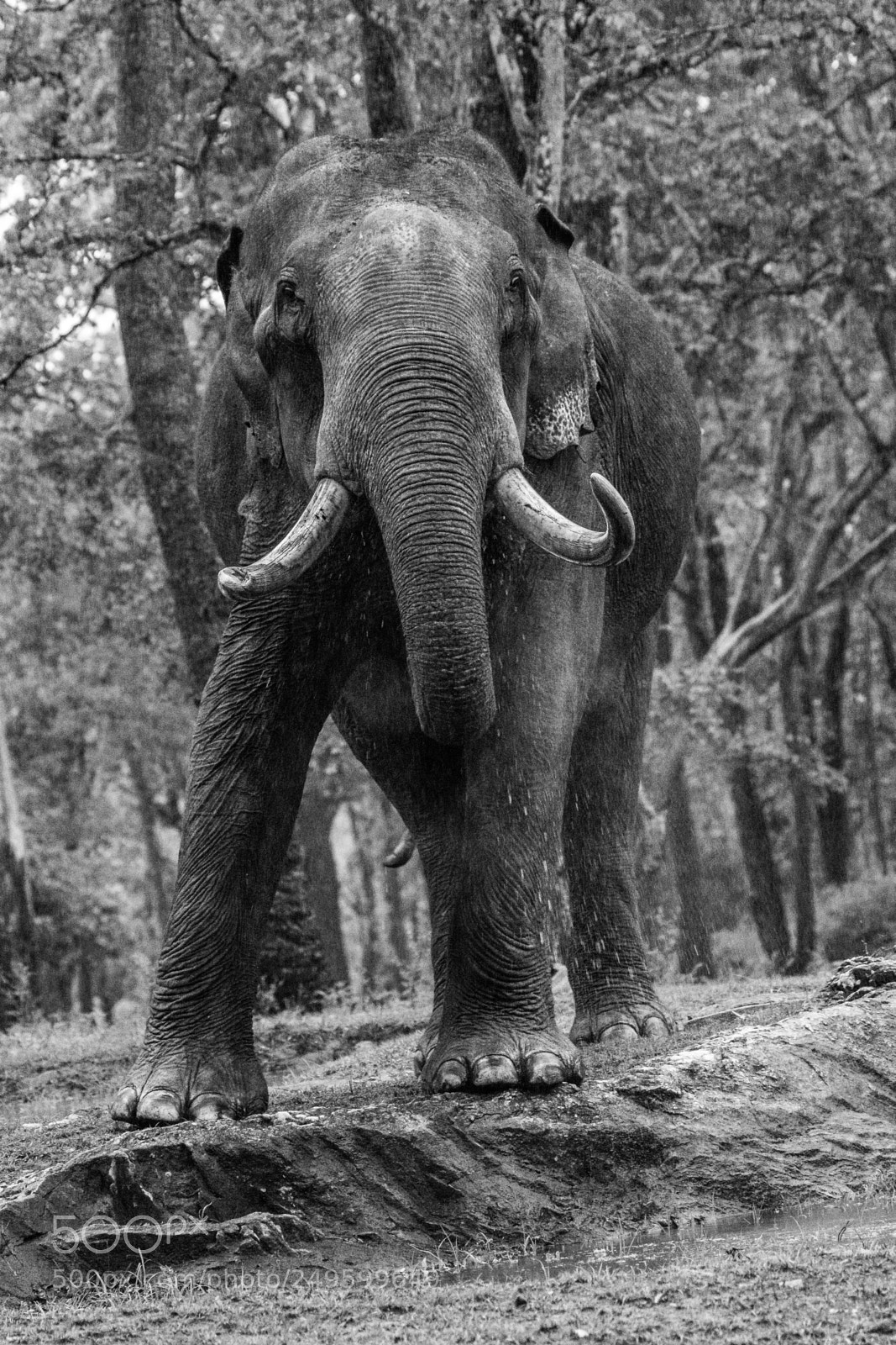 Canon EOS 650D (EOS Rebel T4i / EOS Kiss X6i) sample photo. Asiatic elephant photography