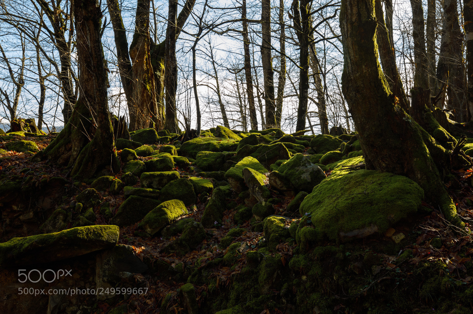 Canon EOS 5D Mark IV sample photo. Defbo photography