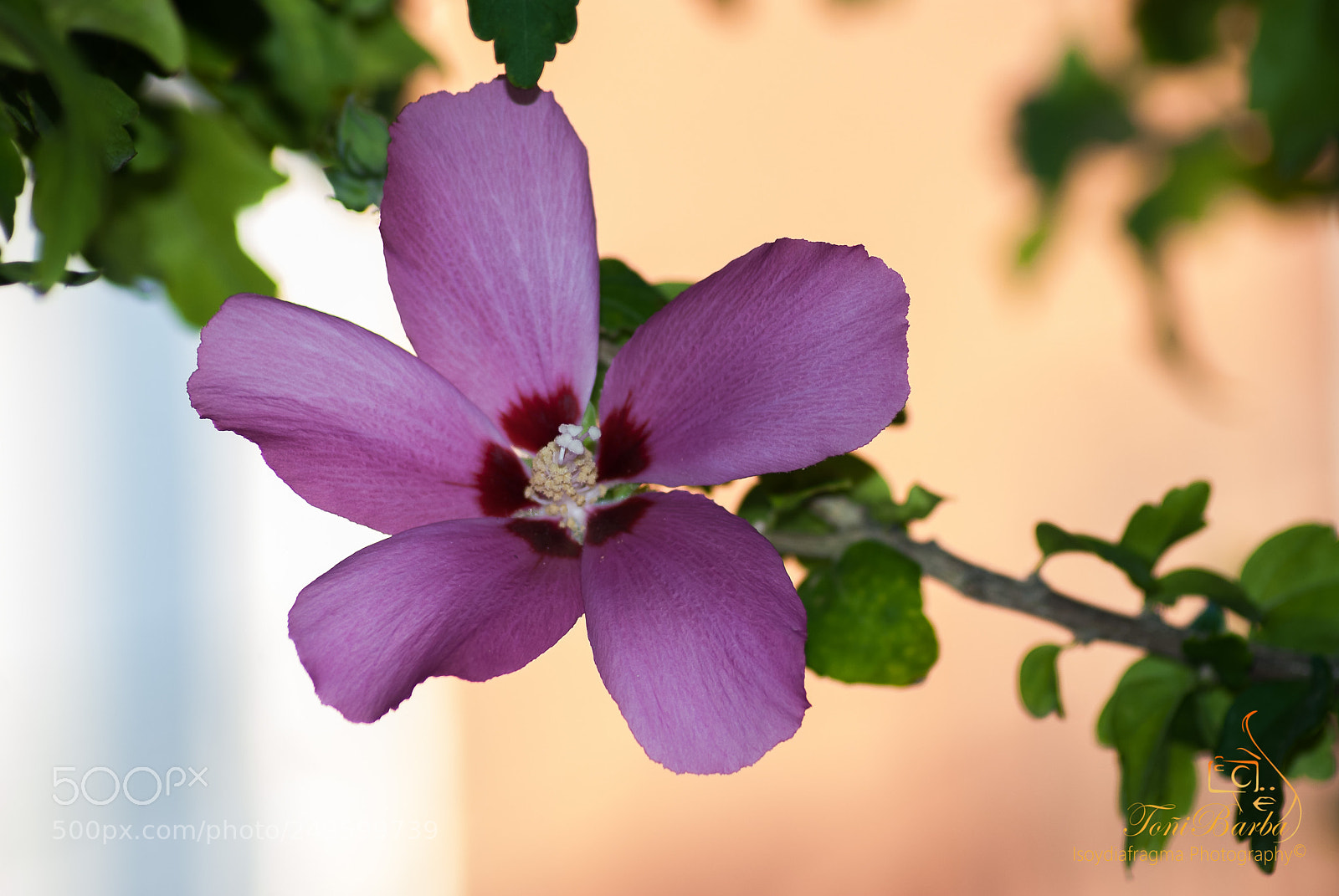 Nikon D80 sample photo. Untitled photography