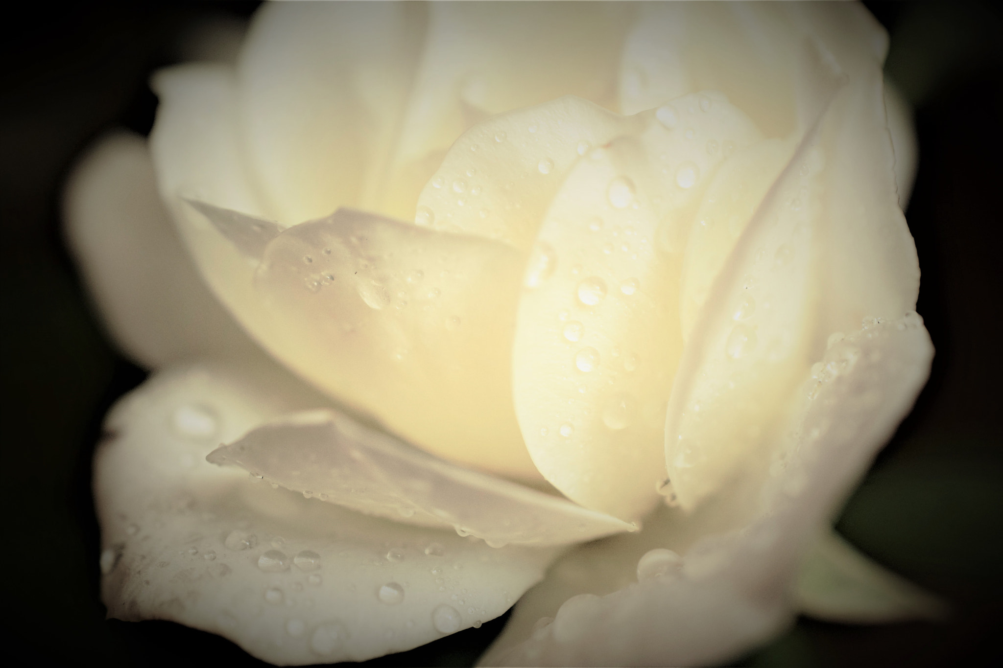 Nikon AF-S DX Micro Nikkor 40mm F2.8 sample photo. Rose photography