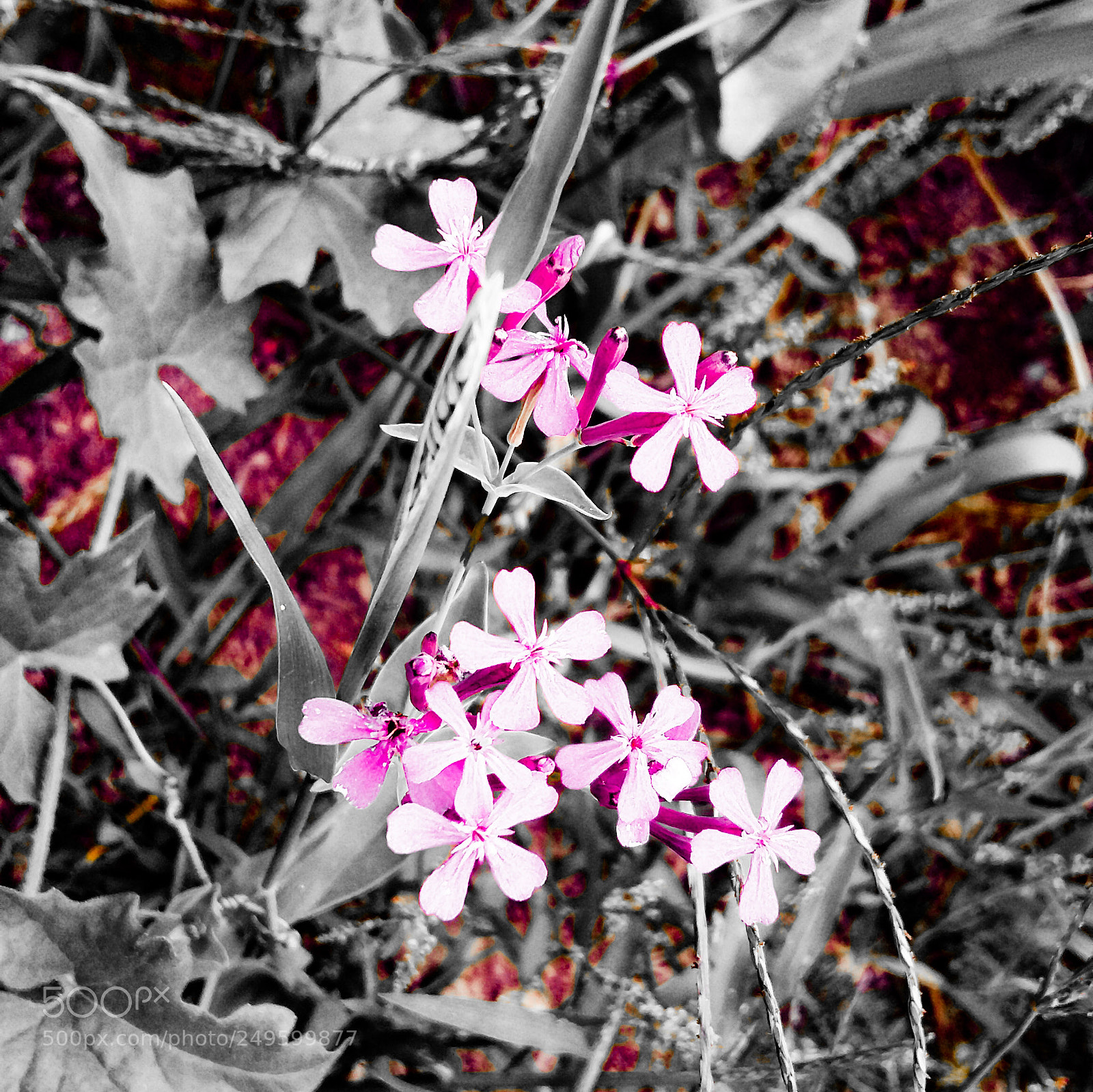Samsung Galaxy A5 sample photo. Flowers ? photography